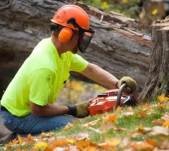 tree services Lodi